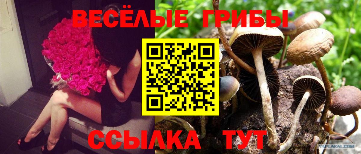 Галлюциногенные грибы Cubensis Ленинск-Кузнецкий